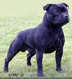staffordshire bull terrier Zakstaff Whats The Story
